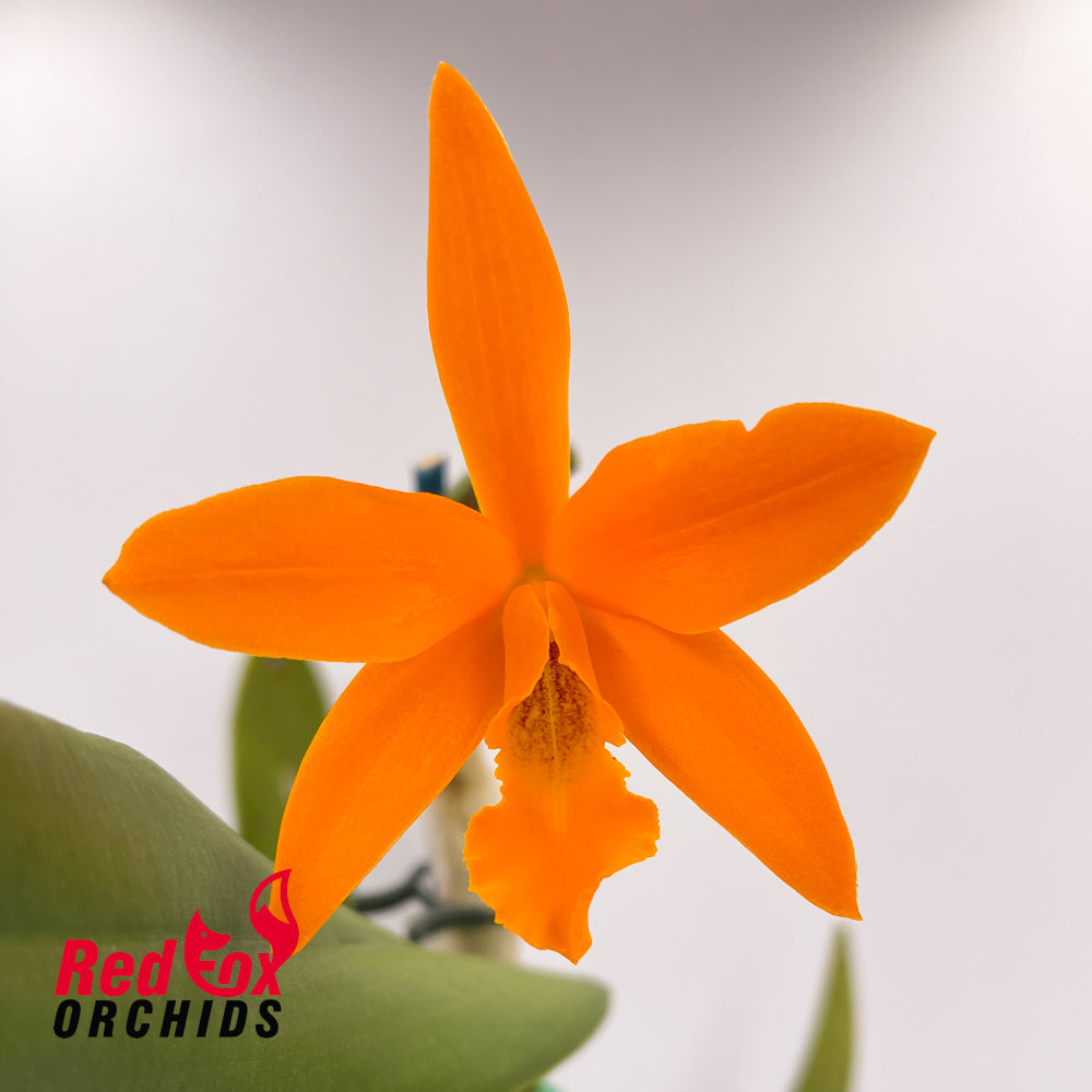 Epilaeliocattleya Magic Wand