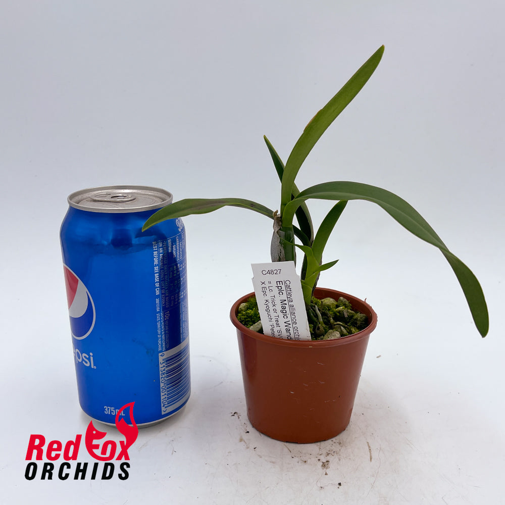 Epilaeliocattleya Magic Wand