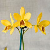Epicattleya Kyoguchi 'Peter's Pick' X Blc. Love Sound 'Dogashima' AM/AOS