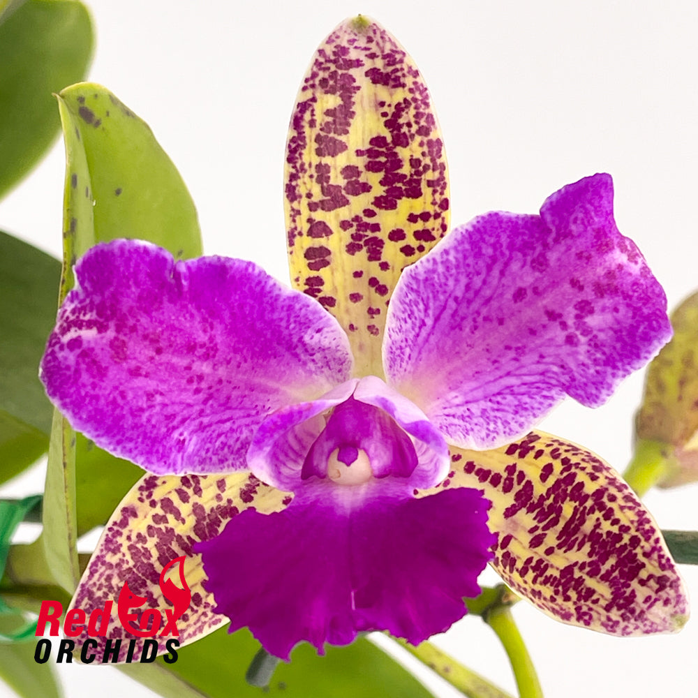 Sophrolaeliocattleya Jungle Hotspot X Blc. Sun Spots 'Sandy' AM/AOS