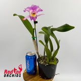 Laeliocattleya Mari's Song 'CTM 217' HCC/AOS X Pot. Memoria Jim Nickou 'James' HCC/AOS