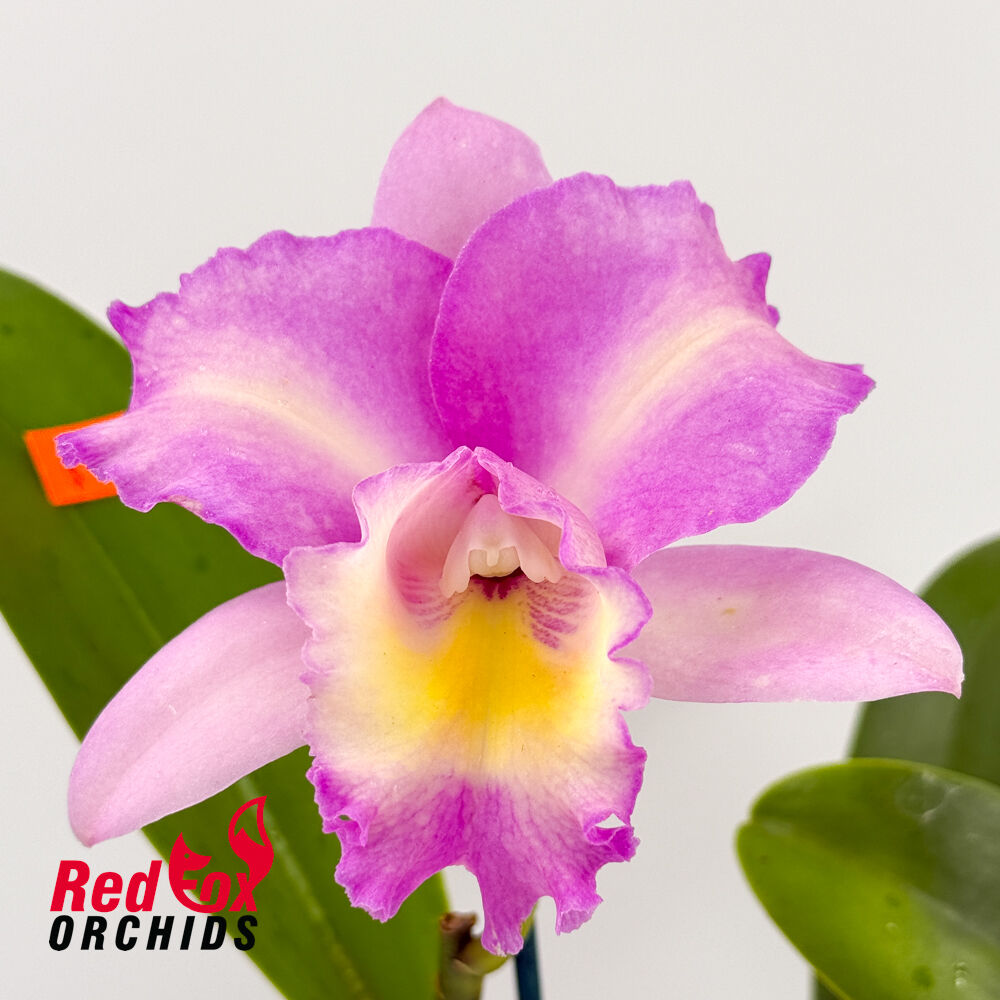 Laeliocattleya Mari's Song 'CTM 217' HCC/AOS X Pot. Memoria Jim Nickou 'James' HCC/AOS