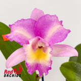 Laeliocattleya Mari's Song 'CTM 217' HCC/AOS X Pot. Memoria Jim Nickou 'James' HCC/AOS
