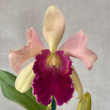 Brassolaeliocattleya Goldenell 'Burdekin' x Potinara Qing Mind Beauty