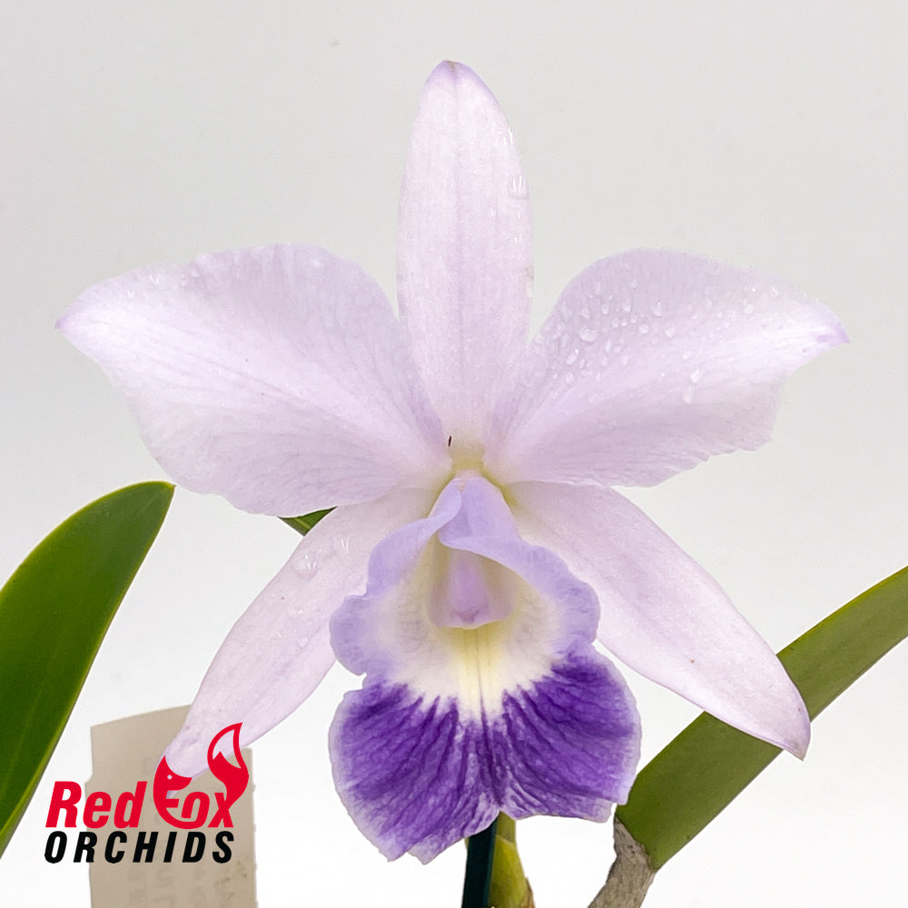 Laeliocattleya Mini Love