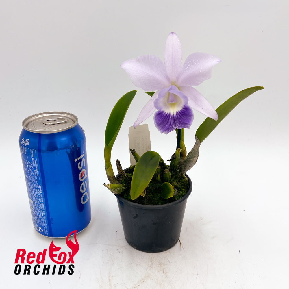 Laeliocattleya Mini Love