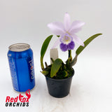 Laeliocattleya Mini Love