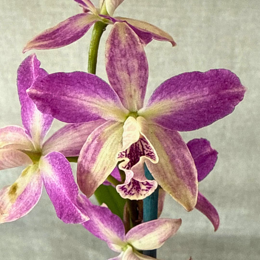 Guaricyclia Kyoguchi 'Fumi' X Rth. Topaz Elf