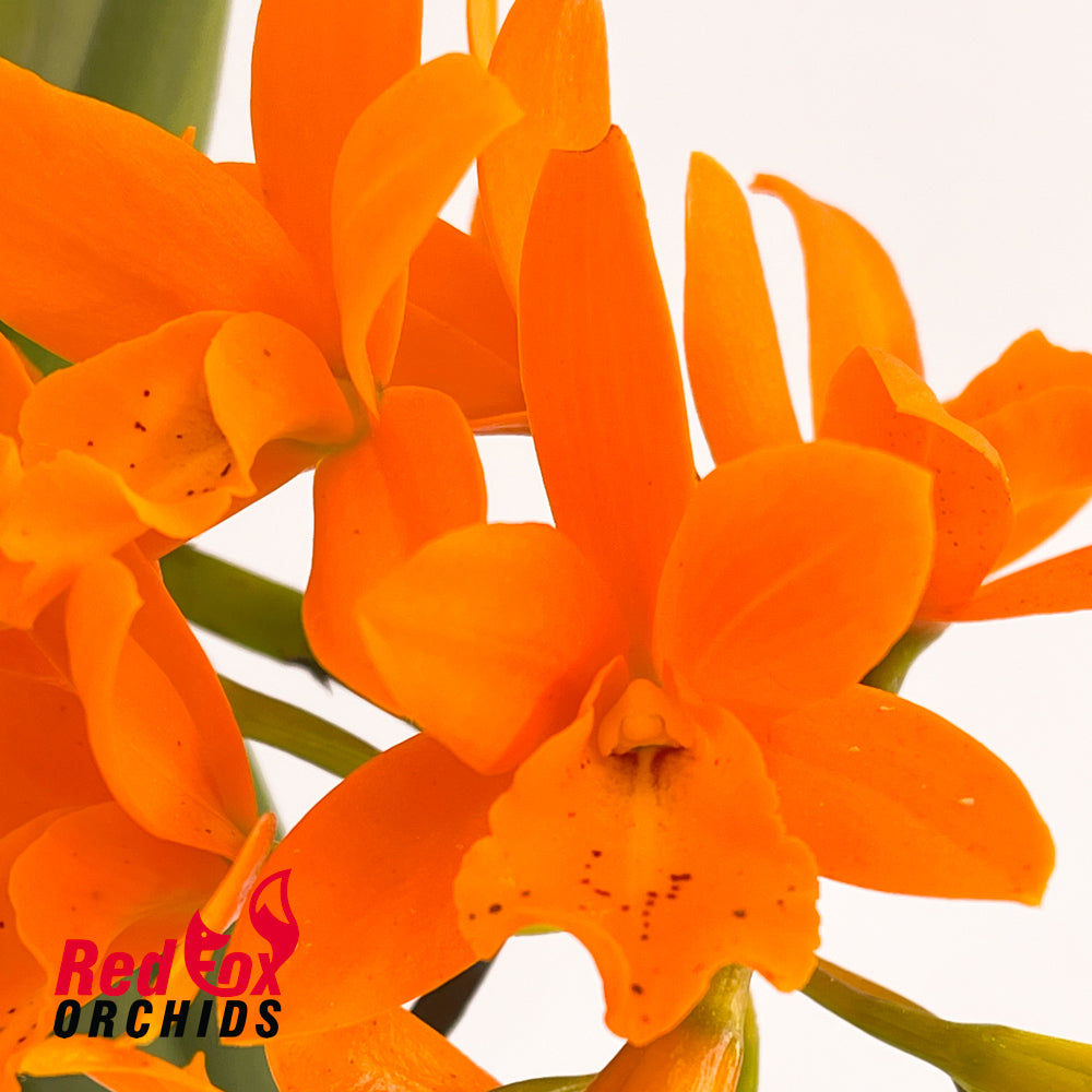 Brassolaeliocattleya Young-Min Orange 'Golden Satisfaction' X Lc. Trick or Treat