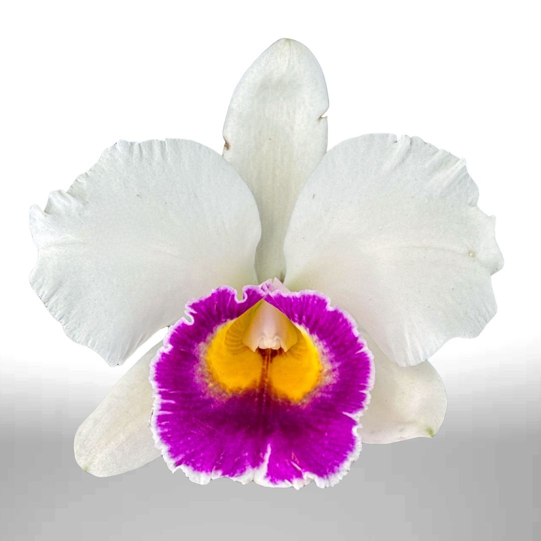 Laeliocattleya Shirayukihime 'M' X Rlc. Deception Diamond