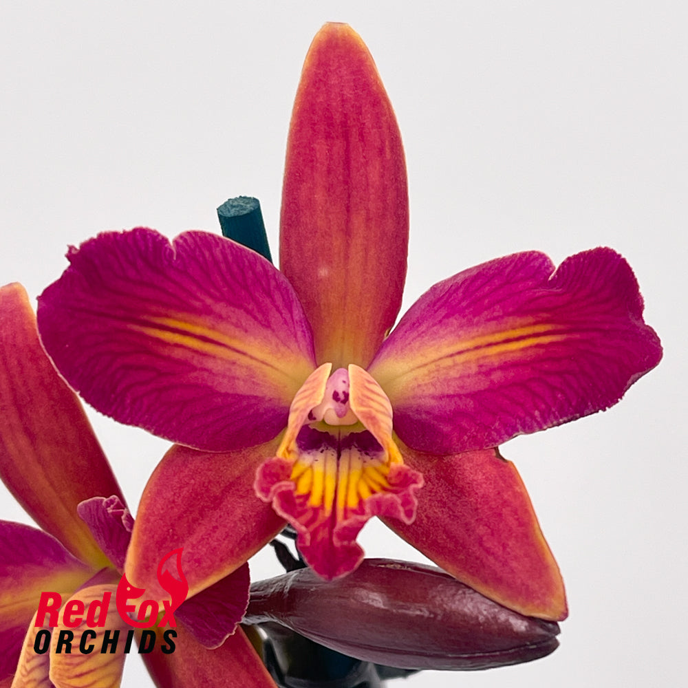 Brassolaeliocattleya Topaz Suitor