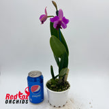 Brassolaeliocattleya Topaz Suitor