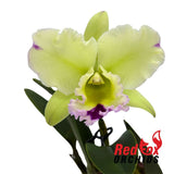 Brassolaeliocattleya Sung Ya Green 'Green Gem' X Lc. Angel Heart X Blc. (Mildred Rives X Burdekin Bells)