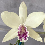 Brassolaeliocattleya Love Sound 'Dogashima' X Epc. Kyoguchi 'Fumi'