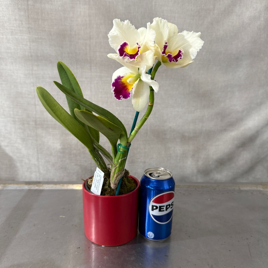 Brassolaeliocattleya  Topaz Impact X Blc. (Drumbeat X Love Sound)