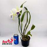 Laeliocattleya C. G. Roebling 'Blue Indigo' X C. intermedia (4n) coerulea 'Big & Fat'
