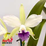 Laeliocattleya C. G. Roebling 'Blue Indigo' X C. intermedia (4n) coerulea 'Big & Fat'