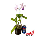 Cattleya intermedia fma. aquinii coerulea 'Haneda' AM AOS X self 'Big Blue' X C. Betsy's Azure Sea
