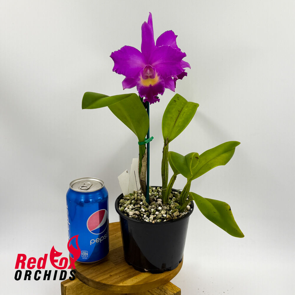 Laeliocattleya Drumbeat 'Triumph' X Lc. Aussie Sunset 'Cosmic Fire'