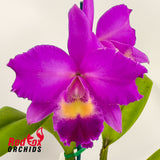 Laeliocattleya Drumbeat 'Triumph' X Lc. Aussie Sunset 'Cosmic Fire'