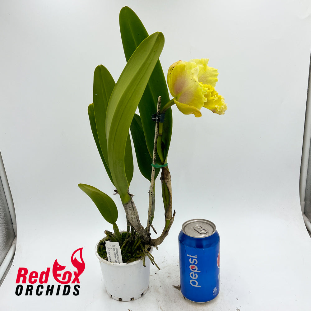 Brassolaeliocattleya Golden Canefields 'Emilo' X Pot. Burdekin Nugget 'Supreme'