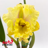 Brassolaeliocattleya Golden Canefields 'Emilo' X Pot. Burdekin Nugget 'Supreme'