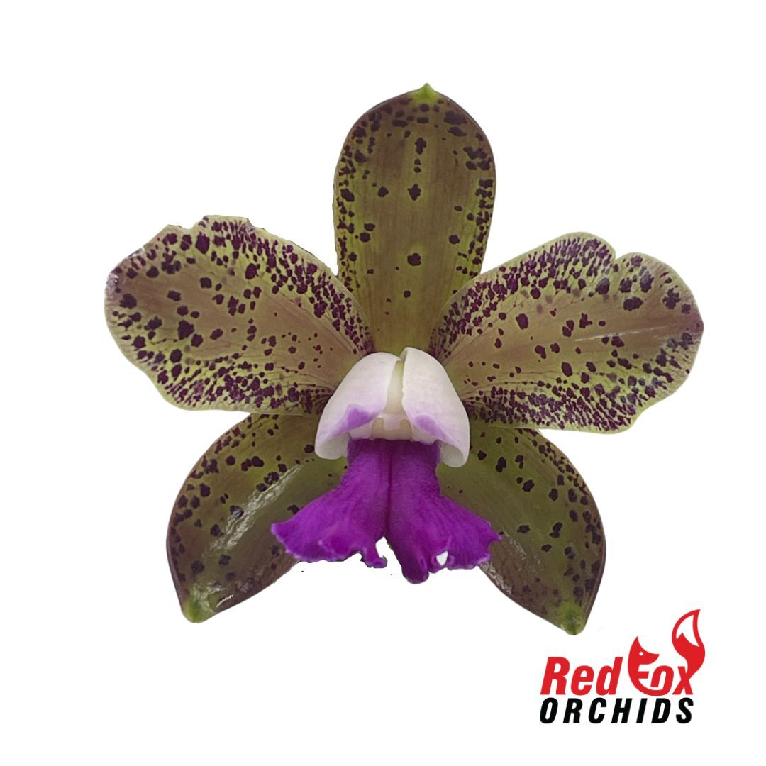 Rhyncholaeliocattleya (SunCoast Sunspots X Topaz Lullaby) X C. tigrina albina