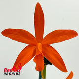 Laeliocattleya Tropical Treat