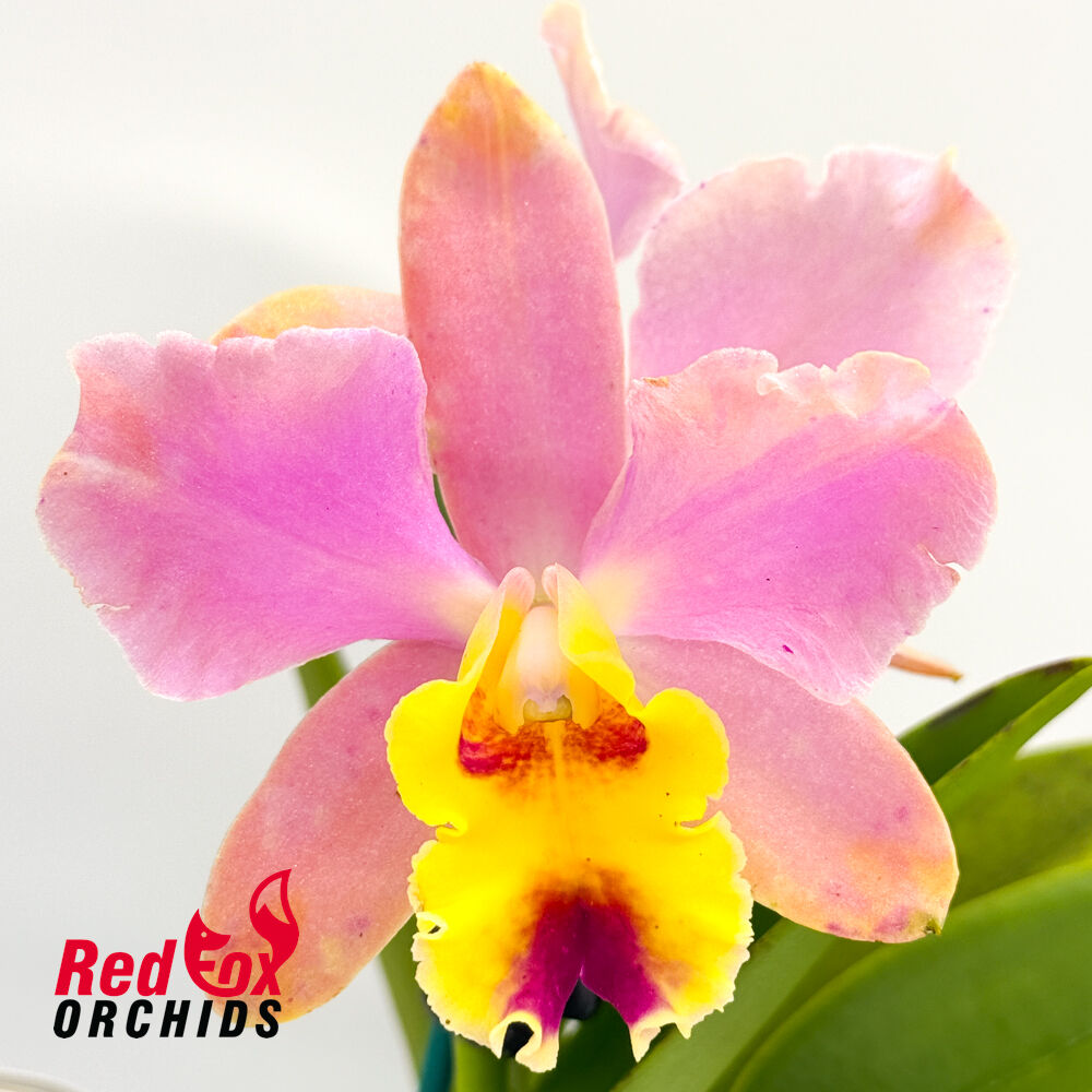 Brassolaeliocattleya Lovely Toshie 'H&R' X  Blc. (Tropical Chip X Redland Trader)