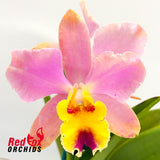 Brassolaeliocattleya Lovely Toshie 'H&R' X  Blc. (Tropical Chip X Redland Trader)
