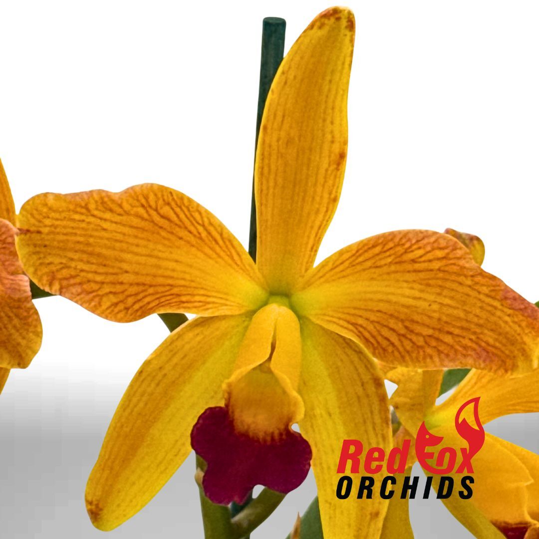 Rhyncattleanthe Topaz Chelsea 'Brilliant Red' X Ctt. Susan Holcombe