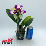 Brassolaeliocattleya Topaz Suitor x Rhyncholaeliocattleya Deception Diamond