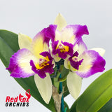 Brassolaeliocattleya Topaz Suitor x Rhyncholaeliocattleya Deception Diamond