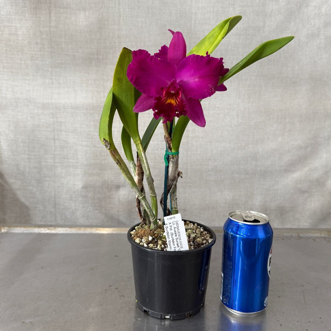 Laeliocattleya Aussie Sunset 'Cosmic Fire' x Potinara (Burdekin Fire Ball x Burdekin Storm)