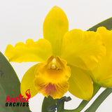 Potinara Roy's Magic 'Janet' x Brassolaeliocattleya Topaz Sublime