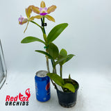 Brassolaeliocattleya Hawaiian Passion 'Carmela' X C. guttata alba