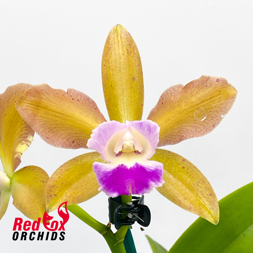Brassolaeliocattleya Hawaiian Passion 'Carmela' X C. guttata alba