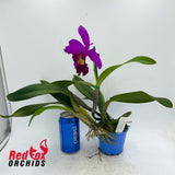 Sophrolaeliocattleya Fire Walker x Potinara (Burdekin Fire Ball x Burdekin Storm)