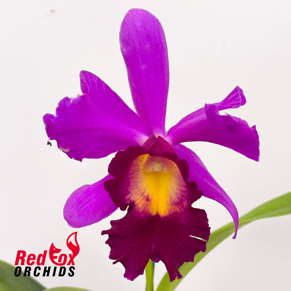 Sophrolaeliocattleya Fire Walker x Potinara (Burdekin Fire Ball x Burdekin Storm)