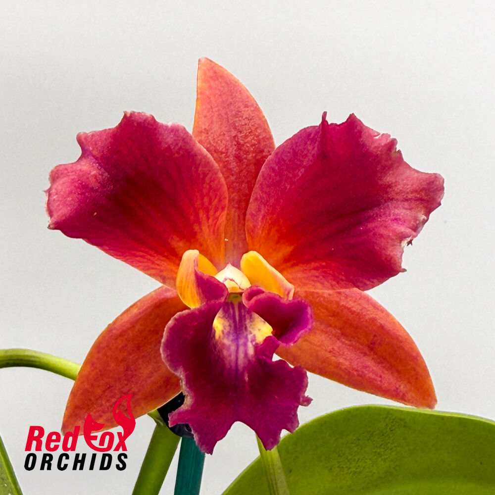 Rhyncattleanthe Crikey 'Brilliant Splash' x Cattlianthe Night Sky