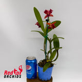 Rhyncattleanthe Crikey 'Brilliant Splash' x Cattlianthe Night Sky