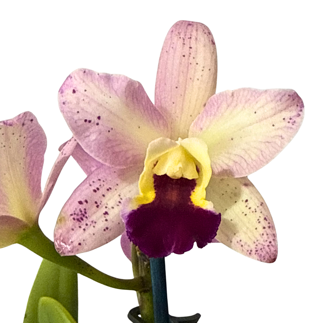 Potinara Little Magician 'Gold & Red' x Cattleya Lulu (4n)