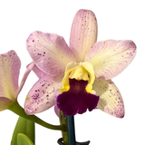 Potinara Little Magician 'Gold & Red' x Cattleya Lulu (4n)
