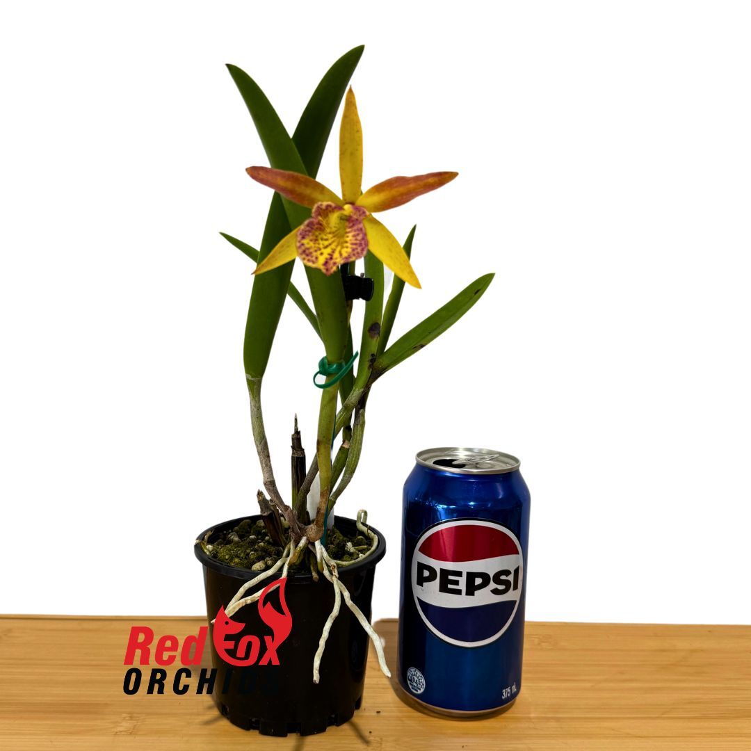 Laeliocattleya Susan Holcombe 'Yellow & Red' x Brassavola nodosa