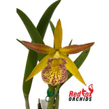 Laeliocattleya Susan Holcombe 'Yellow & Red' x Brassavola nodosa