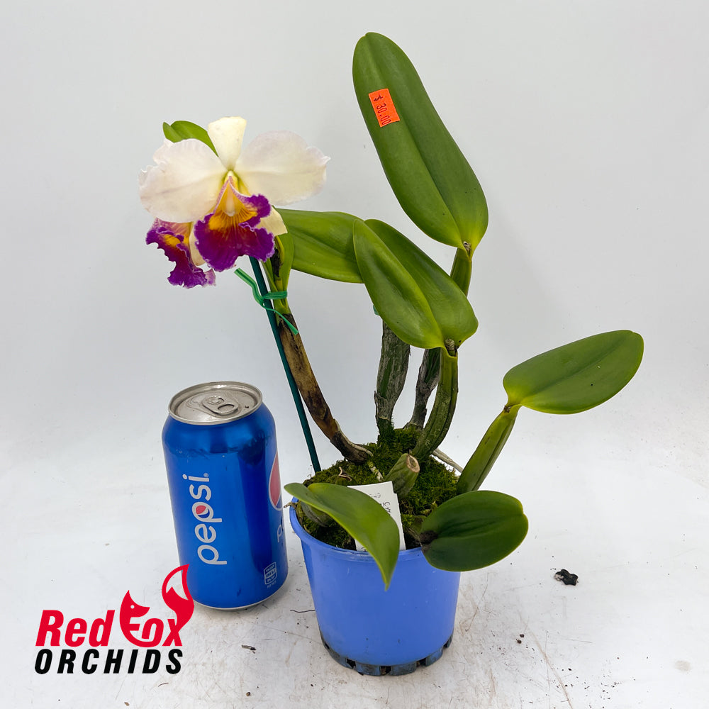 Potinara Goldernell 'Burdekin' x Potinara (California Girl x Fire Lighter (4n))