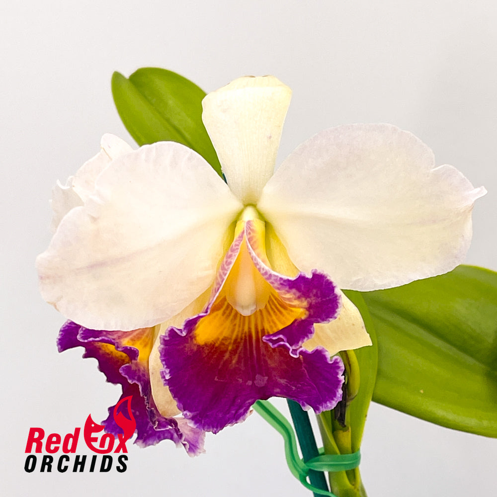 Potinara Goldernell 'Burdekin' x Potinara (California Girl x Fire Lighter (4n))