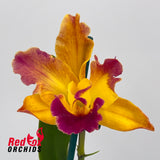 Brassolaeliocattleya (Glenn Maidment x Susan Holcombe) x Laeliocattleya Susan Holcombe 'Yellow & Red'