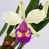 Brassolaeliocattleya Toshie Aoki 'Pokai' X Blc. (Susan Holcombe X Haw Yuan Beauty 'Hong')