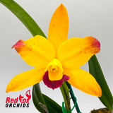 Brassolaeliocattleya (Glenn Maidment X Susan Holcombe) X Pot. (Glenn Maidment X Topaz Halo)
